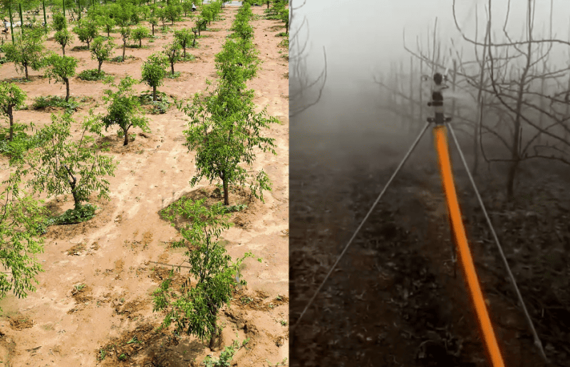 Orchard Irrigation
