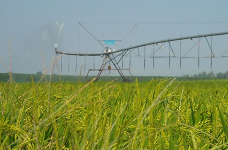 Irrigation 61.1 hectares land