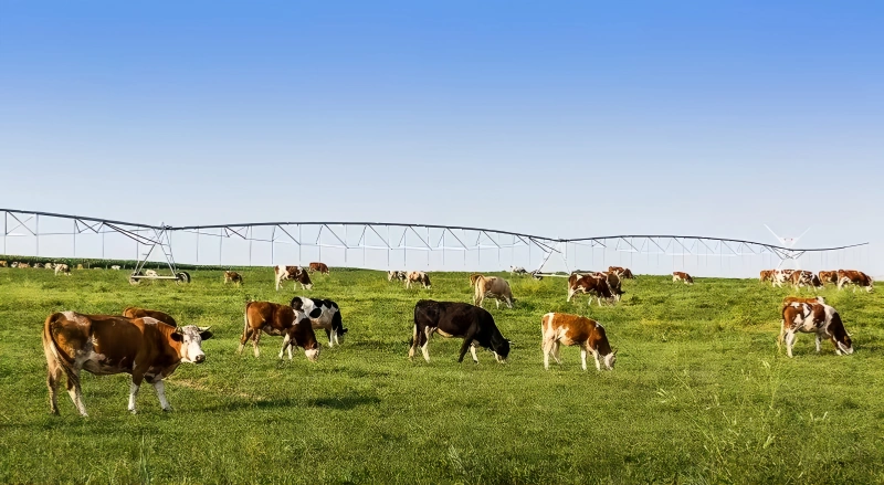 ‌Pasture Irrigation Solution