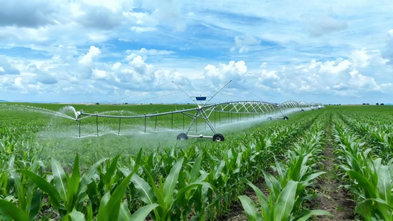 Corn Irrigation Solution